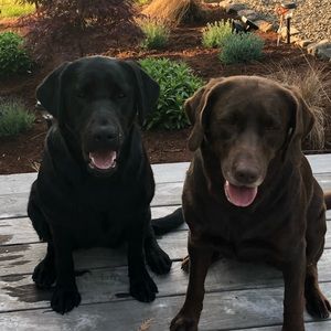 Meet your Posher, Dina